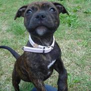 Staffordshire bull terrier Kahlua