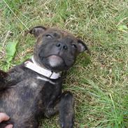 Staffordshire bull terrier Kahlua