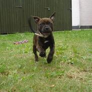 Staffordshire bull terrier Kahlua