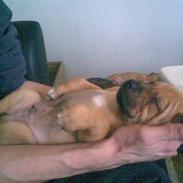 Amerikansk staffordshire terrier Bufas