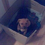 Amerikansk staffordshire terrier Bufas