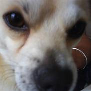 Chihuahua <3 Wayne <3