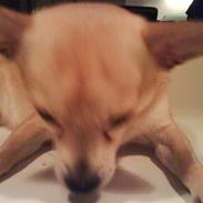 Chihuahua <3 Wayne <3