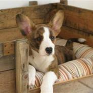 Welsh corgi cardigan Klunte