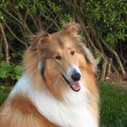 Collie langhåret mozart