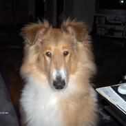 Collie langhåret mozart