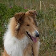 Collie langhåret mozart