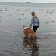 Collie langhåret mozart