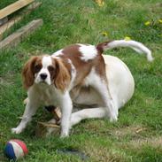 Cavalier king charles spaniel charlie