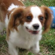 Cavalier king charles spaniel charlie