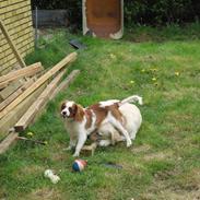 Cavalier king charles spaniel charlie