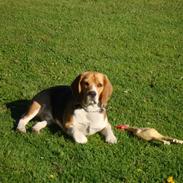 Beagle Buster