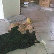 Rottweiler Christoff R.I.P