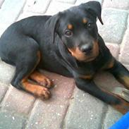 Rottweiler Christoff R.I.P