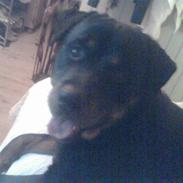 Rottweiler Christoff R.I.P