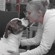 Amerikansk bulldog Tiger