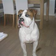 Amerikansk bulldog Tiger