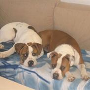 Amerikansk bulldog Tiger