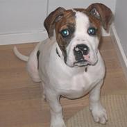 Amerikansk bulldog Tiger