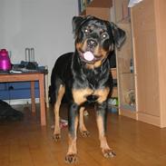 Rottweiler Hartmann's Chitta