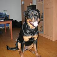 Rottweiler Hartmann's Chitta