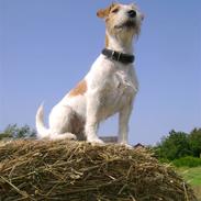 Jack russell terrier Sif