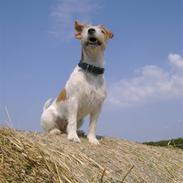 Jack russell terrier Sif