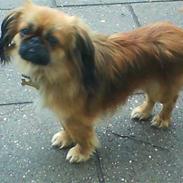 Blanding af racer Gizmo
