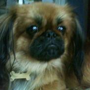 Blanding af racer Gizmo