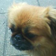 Blanding af racer Gizmo