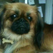Blanding af racer Gizmo