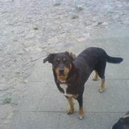 Rottweiler ZITA