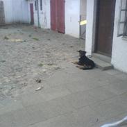 Rottweiler ZITA