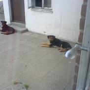 Rottweiler ZITA