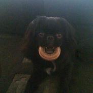 Pekingeser Sofus