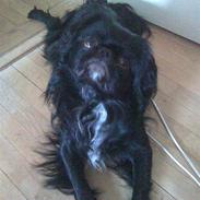 Pekingeser Sofus