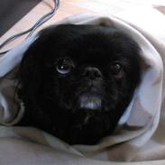 Pekingeser Sofus