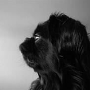 Pekingeser Sofus