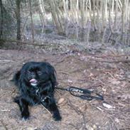 Pekingeser Sofus