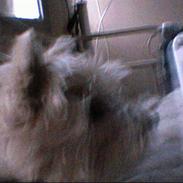 West highland white terrier maloue