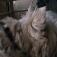 West highland white terrier maloue