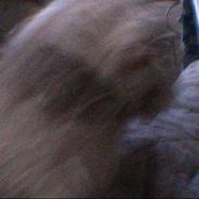 West highland white terrier maloue