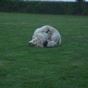 Golden retriever Malou