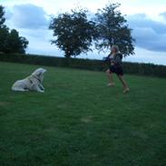 Golden retriever Malou