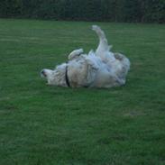 Golden retriever Malou