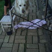 Golden retriever Malou