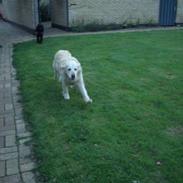 Golden retriever Malou