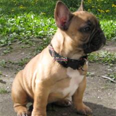 Fransk bulldog Anna