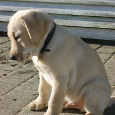 Labrador retriever Vaks