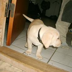 Labrador retriever Vaks